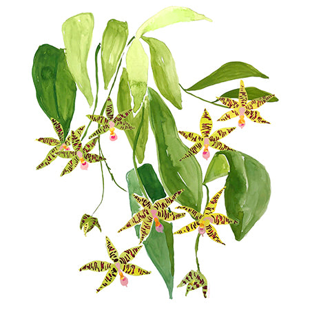 Le Orchidee Flower Print