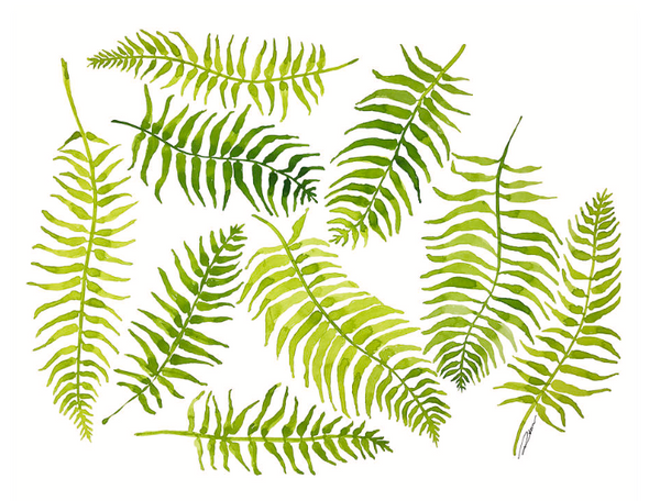 Fern Limelight Print