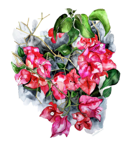 Bougainvillea Burst Print