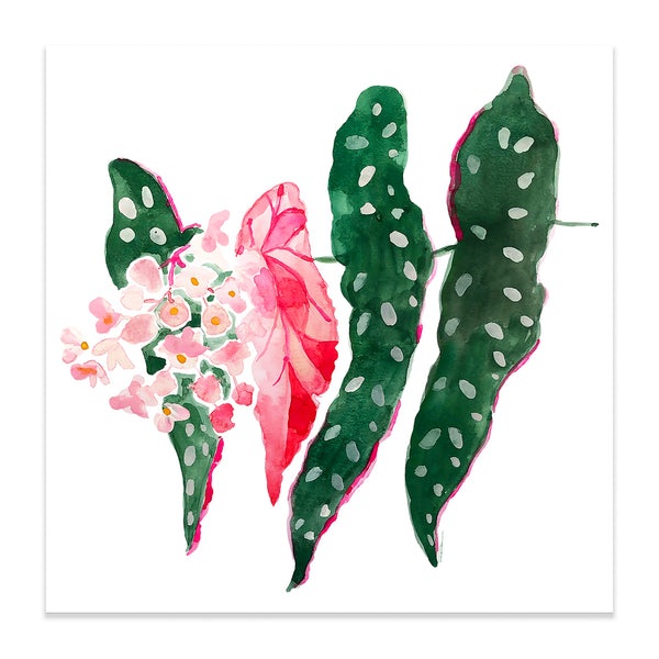 Begonia Flower Print